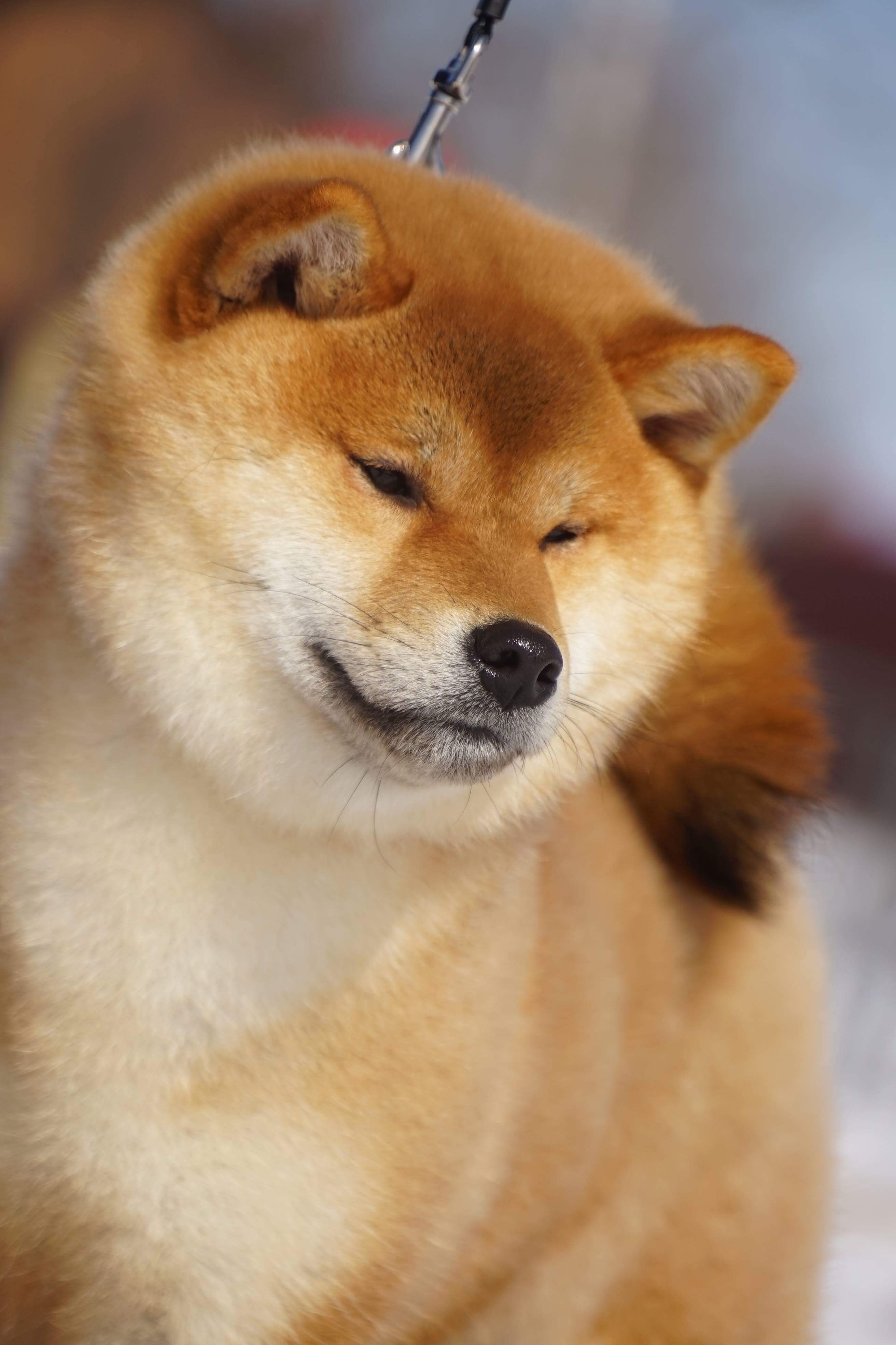 Shiba Inu Shiba Inu